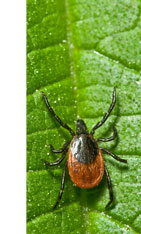 Klíště obecné (Ixodes ricinus)