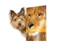 Veterinární produkty